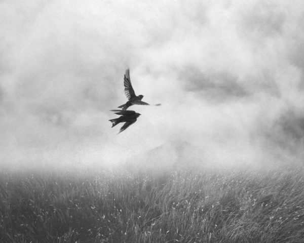 Photograph Ashim Dey One Swallow Does Not Make A Summer on One Eyeland